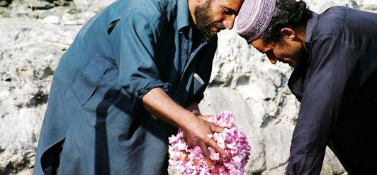 Ruusuja Afganistanista