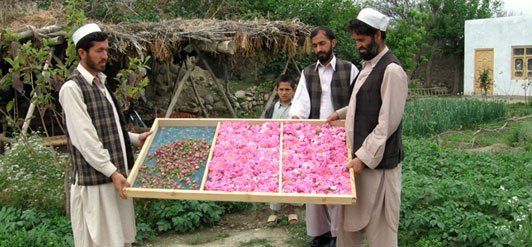 Ruusuja Afganistanista
