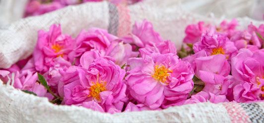 Blomsterne bruges til fremstilling af den første økologiske rosenolie fra Afrika nogensinde.
