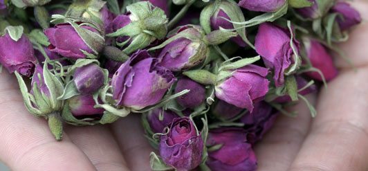 Roser fra Iran.