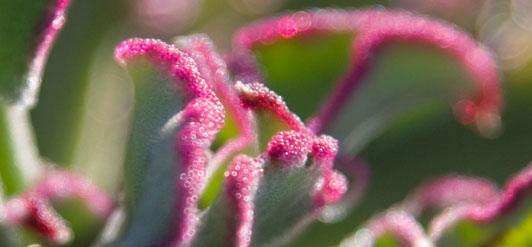 Ice plants from South Africa