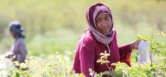 Zaradi bližine ekvatorja pobiranje vrtnic v Etiopiji traja osem tednov namesto štiri.