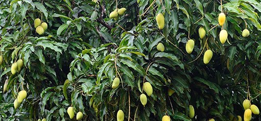 Árbol del mango