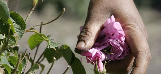 Rosendoft i öknen: Iran