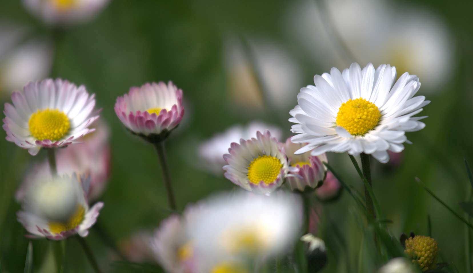 Daisy Bellis Perennis L Daisy Family Asteraceae Dr Hauschka Cosmetics Nature S Treasures Transformed For You