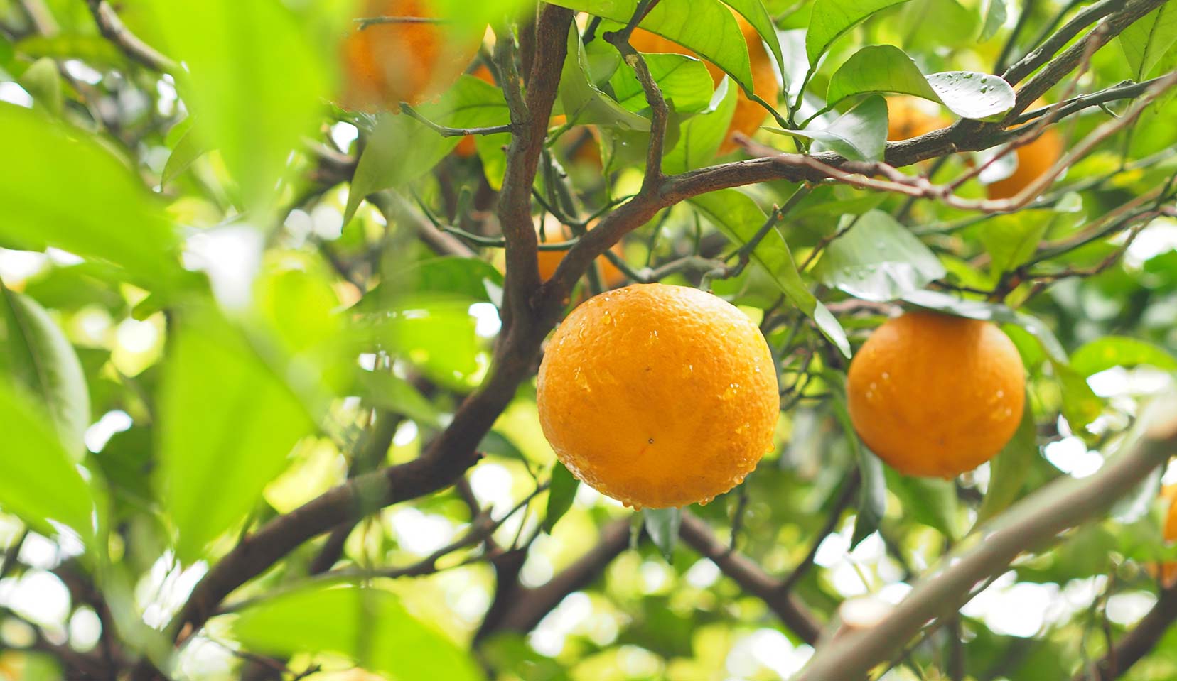 Citrus aurantium traditional medicine