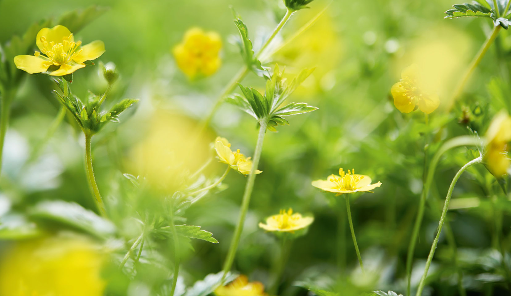 are potentilla poisonous to dogs