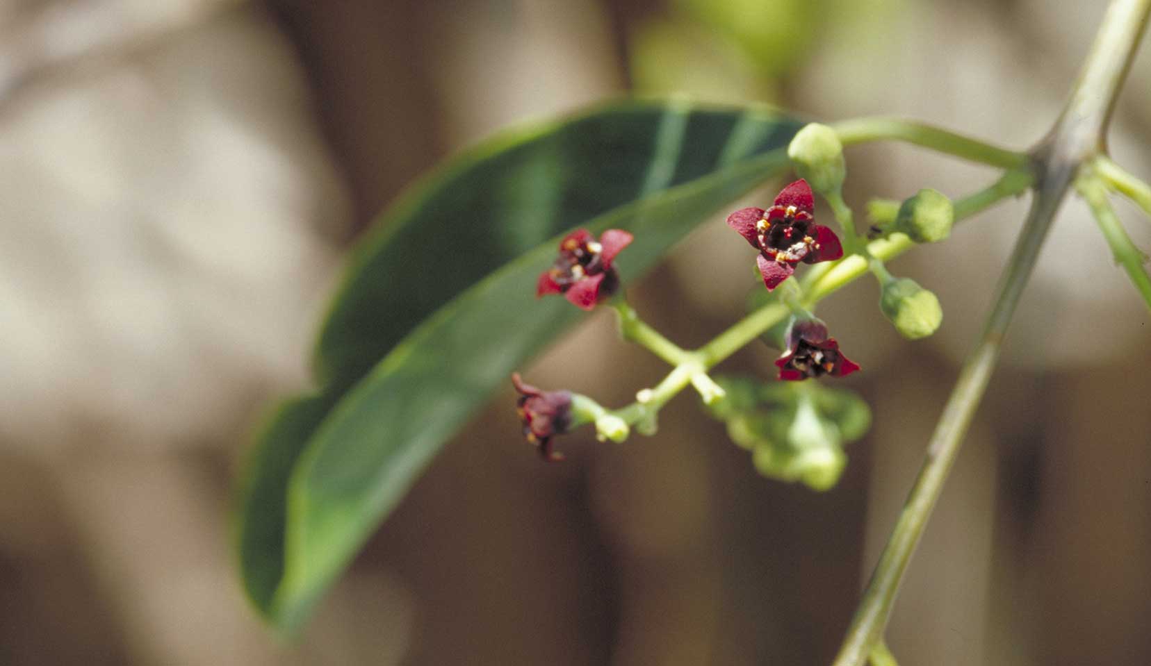 Bois de santal (Santalum album) - Lexique des plantes : Plantes médicinales  & herbes 