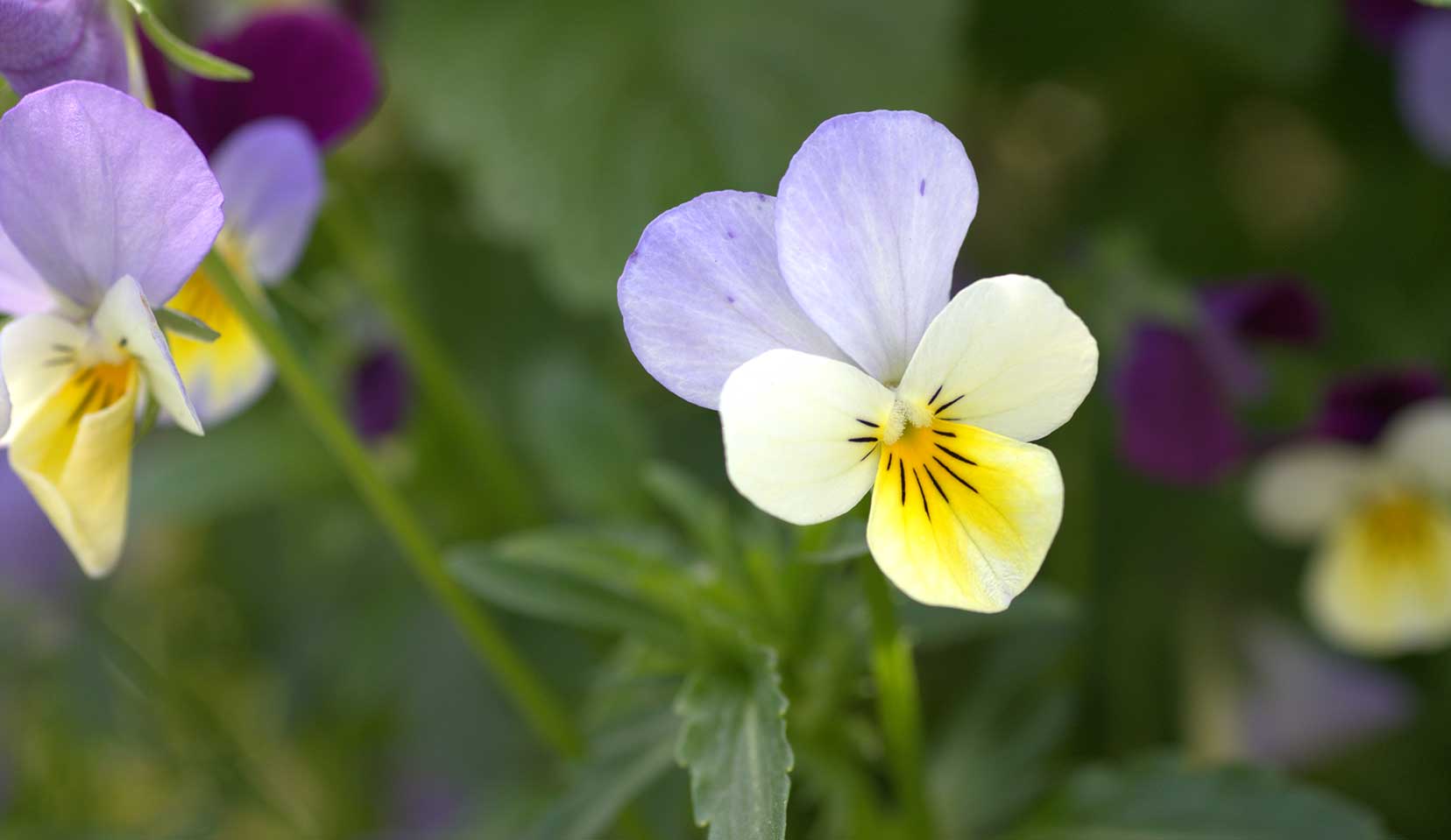 Pensamiento, Viola tricolor L., Violaceae (familia violeta) - Cosmética  natural para el cuidado de rostro y cuerpo - Dr. Hauschka